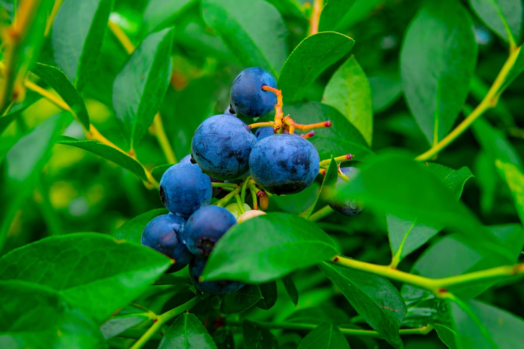 blue round fruits on green leaves