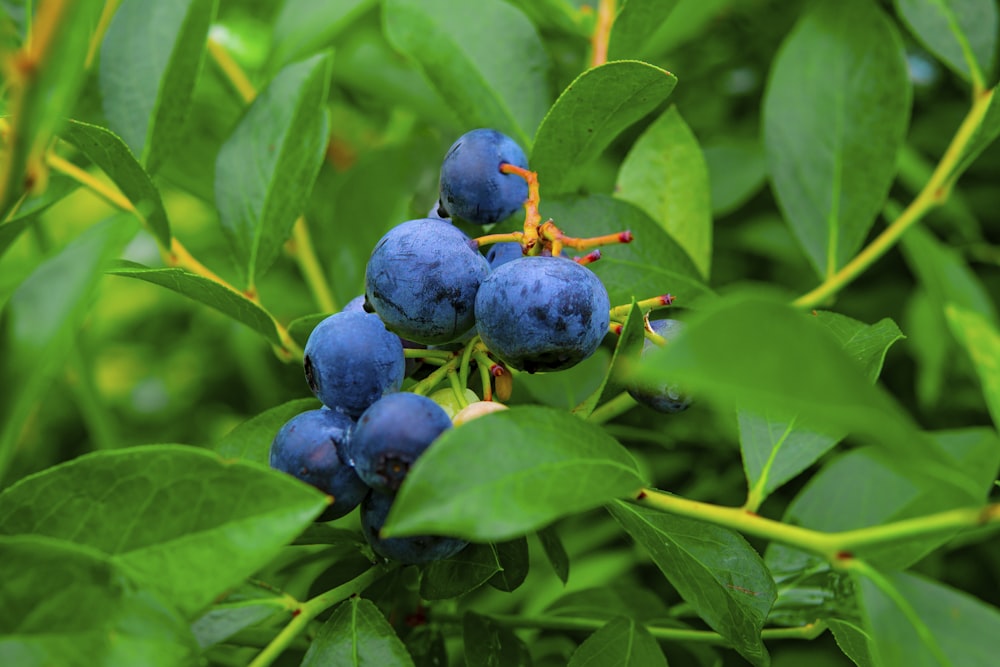 blue round fruits on green leaves