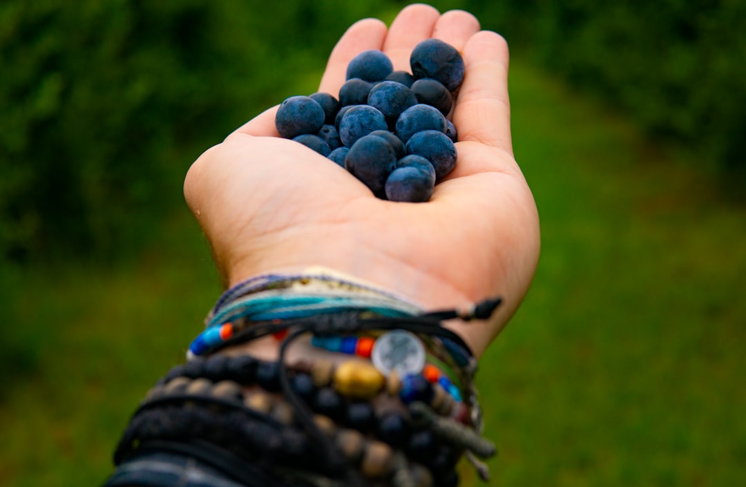 person holding bunch of black berries