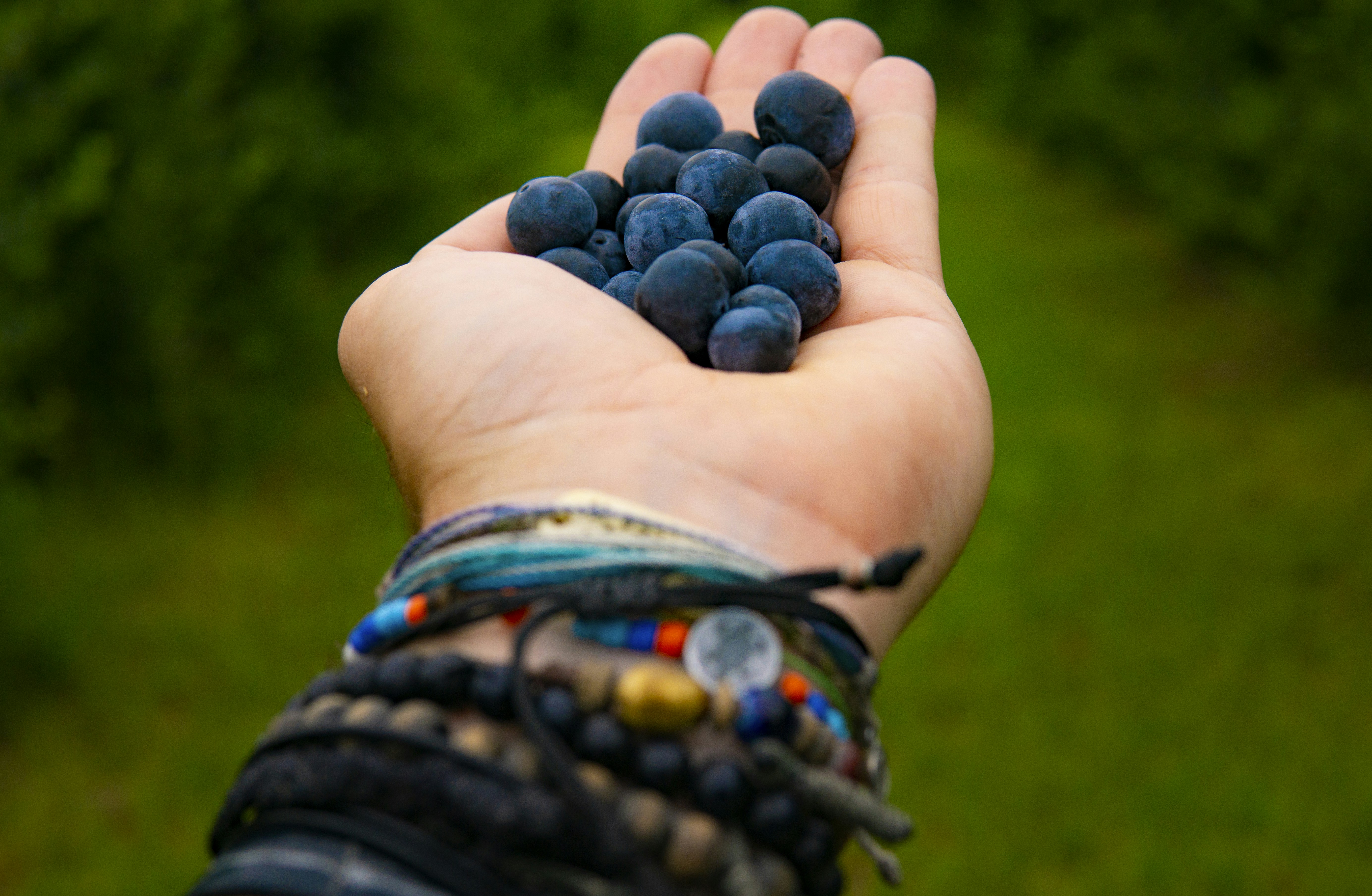 Fresh Blueberries for Sale