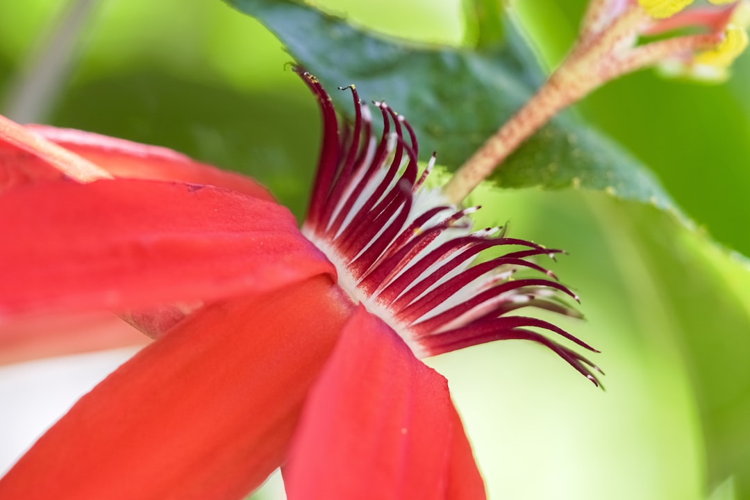 pink flower in tilt shift lens