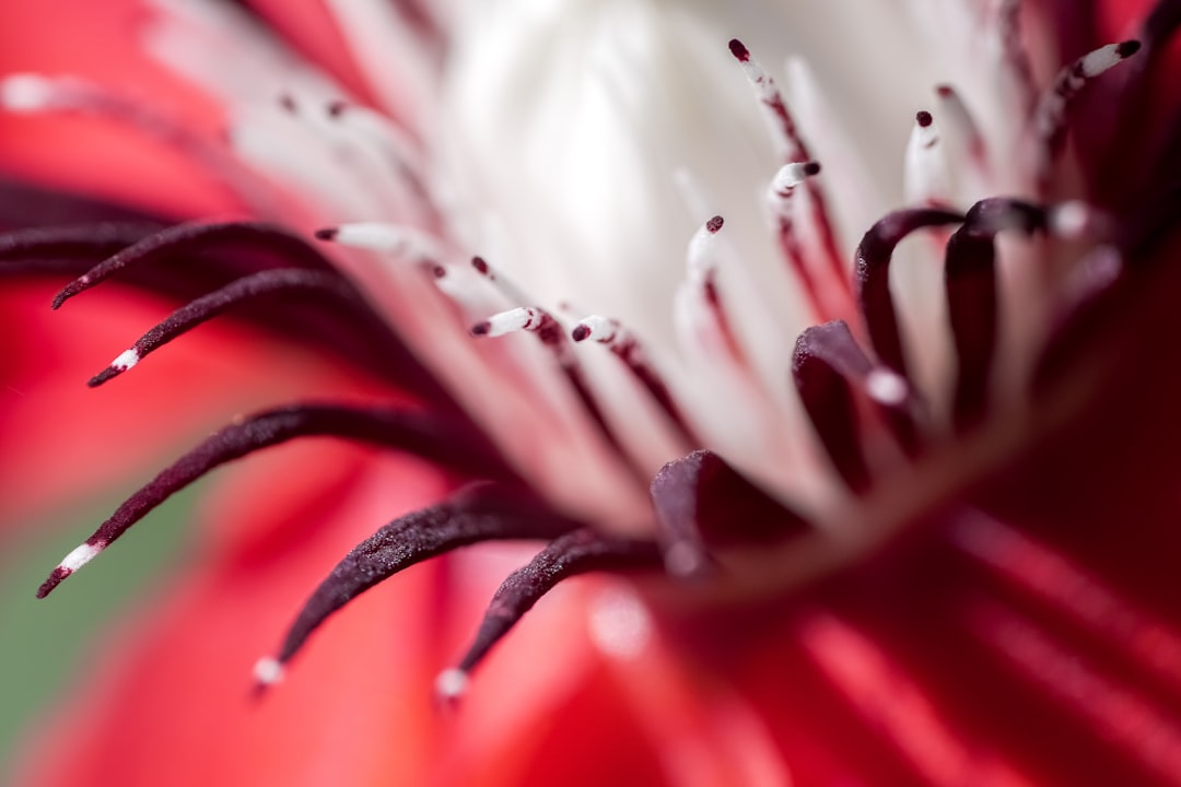 red and white flower in macro photography