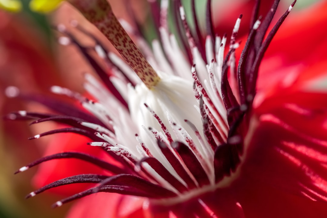 white and red flower in macro lens photography