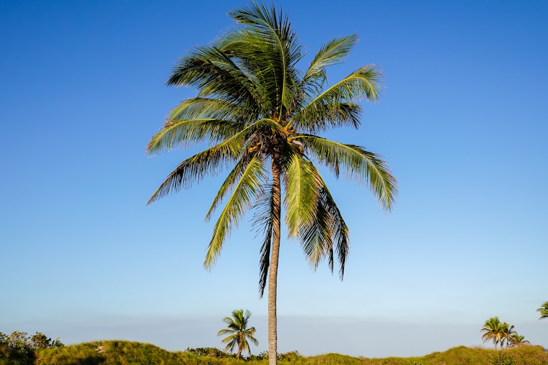 green coconut tree on green grass field during daytime