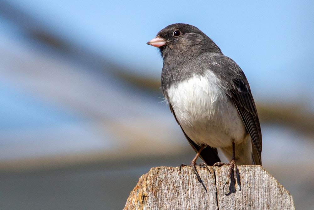 black and white bird on brown wooden log