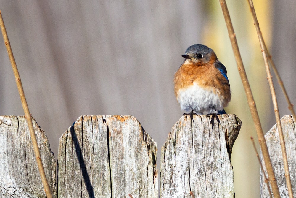 white and brown bird on brown wooden fence during daytime