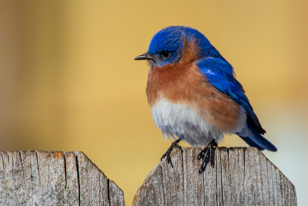 pájaro azul y blanco en la cerca de madera marrón durante el día