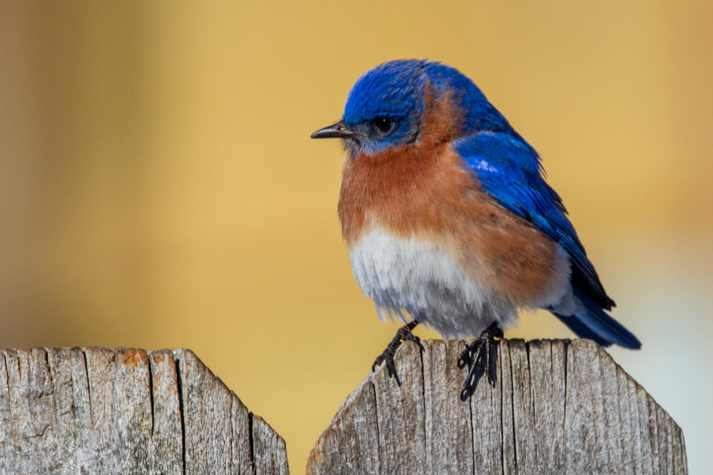 blue and white bird on brown wooden fence during daytime