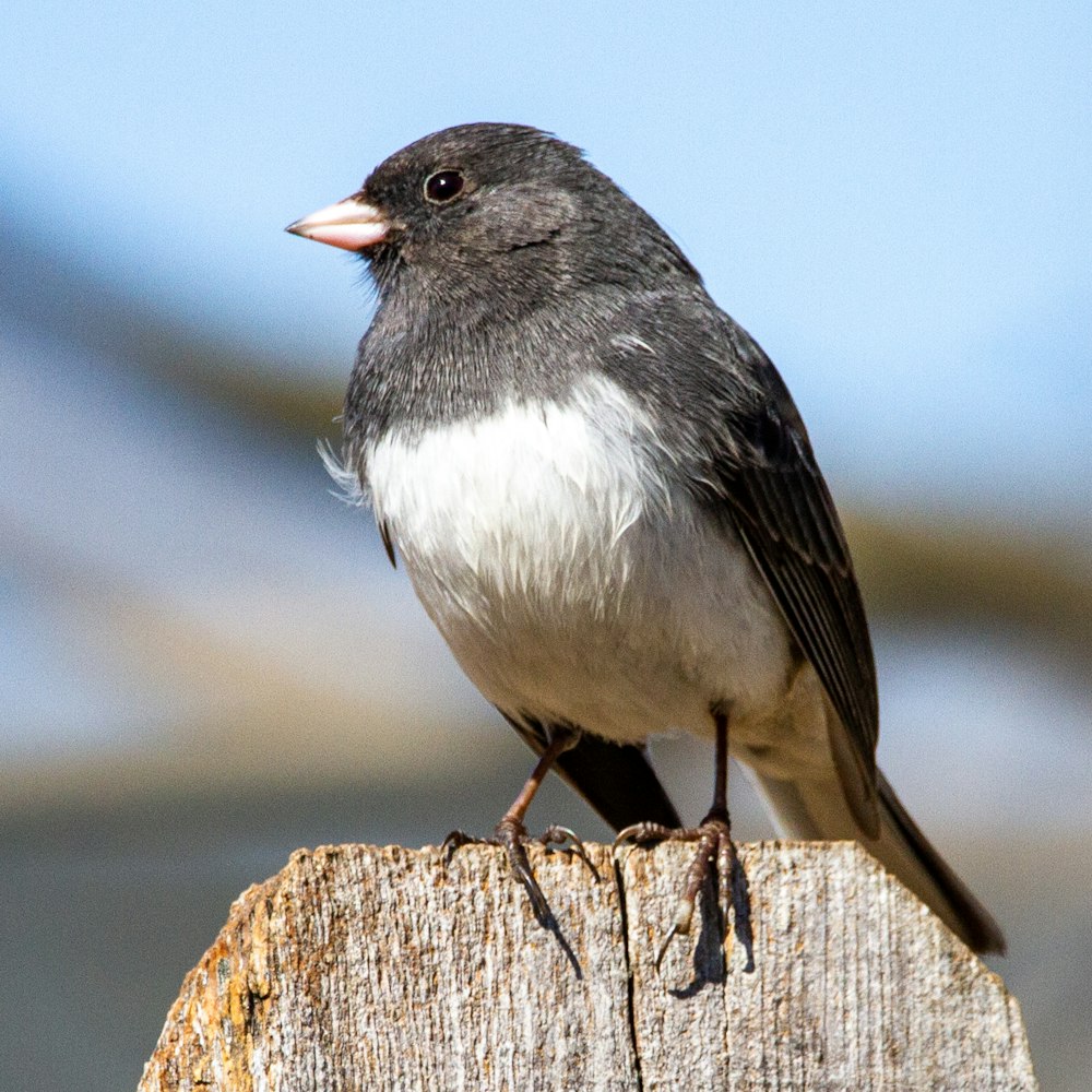pássaro preto e branco na vara de madeira marrom