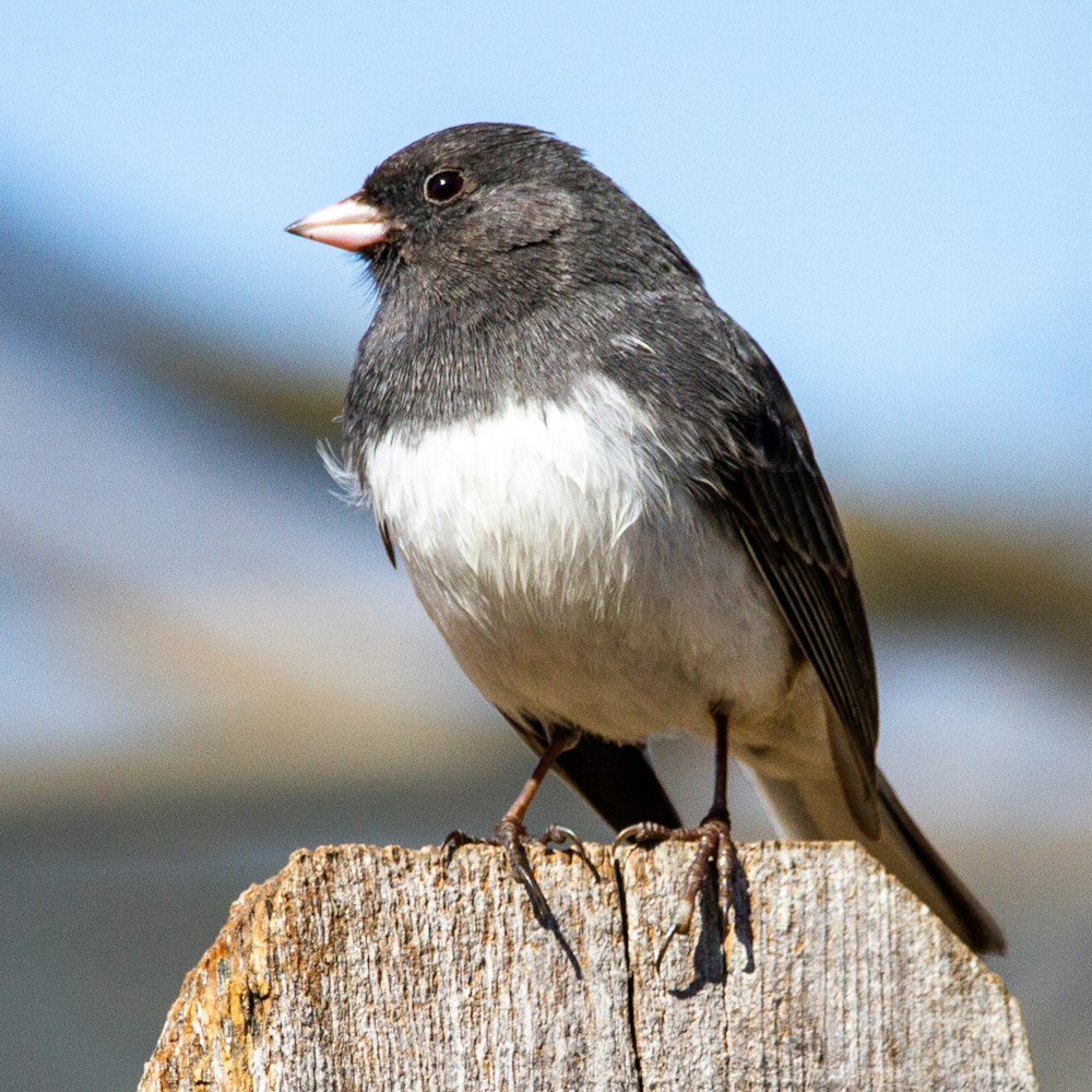 black and white bird on brown wooden stick