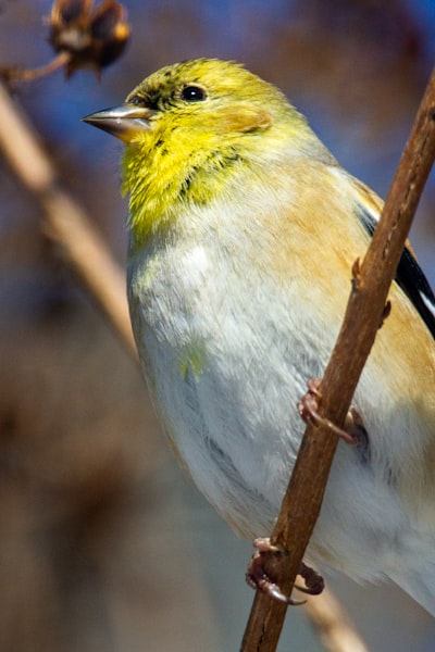 yellow white and gray bird