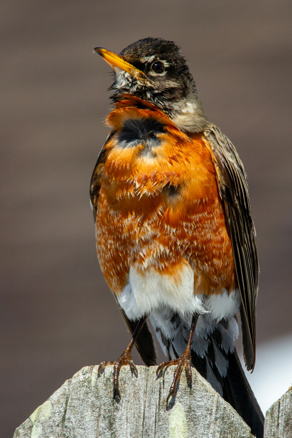 orange black and white bird on brown tree branch