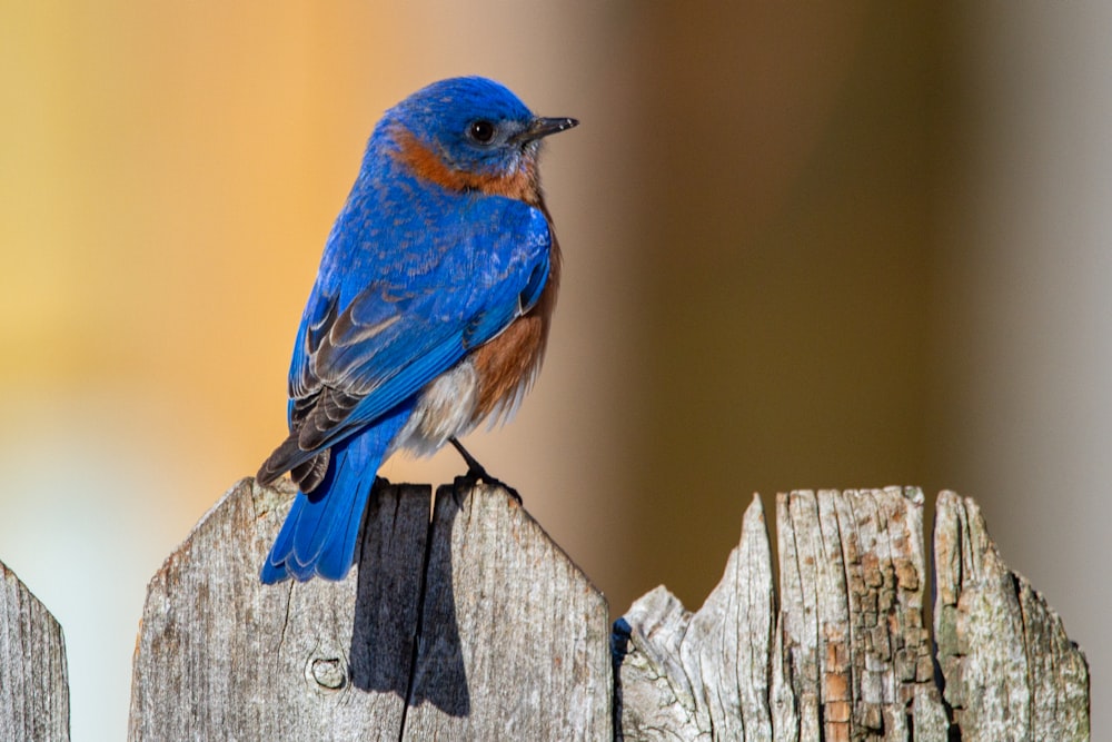 blauer und brauner Vogel auf braunem Holzzaun