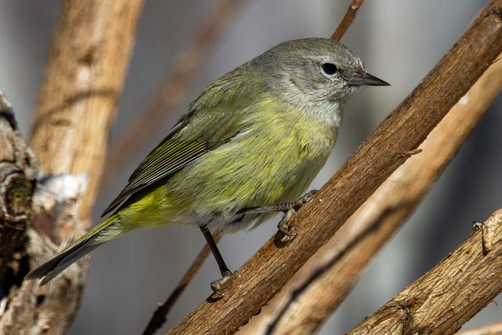 green and gray bird on brown tree branch during daytime