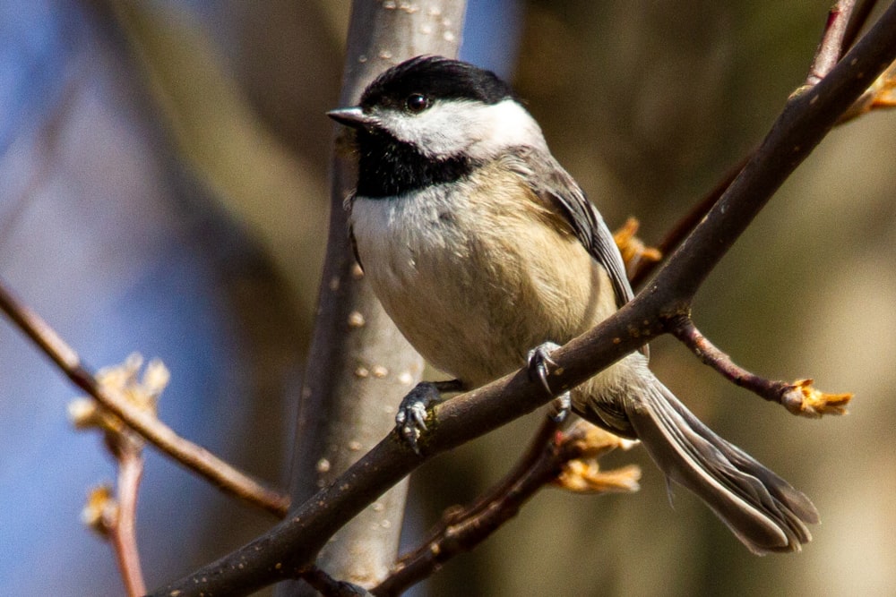 white and black bird on tree branch