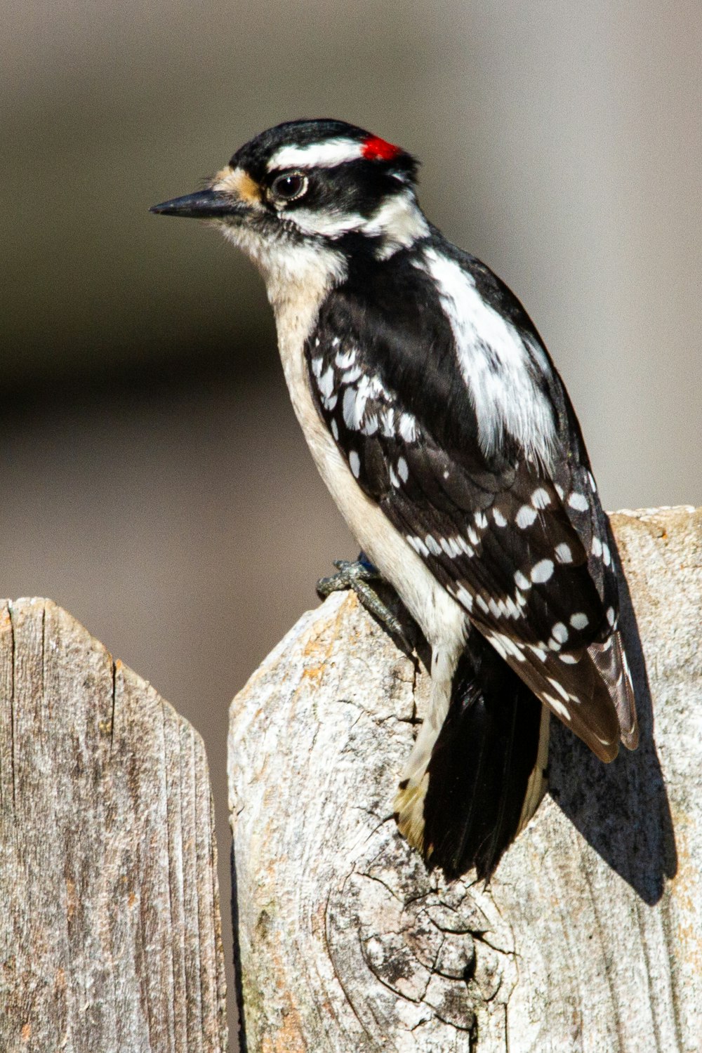 pássaro preto e branco na cerca de madeira marrom