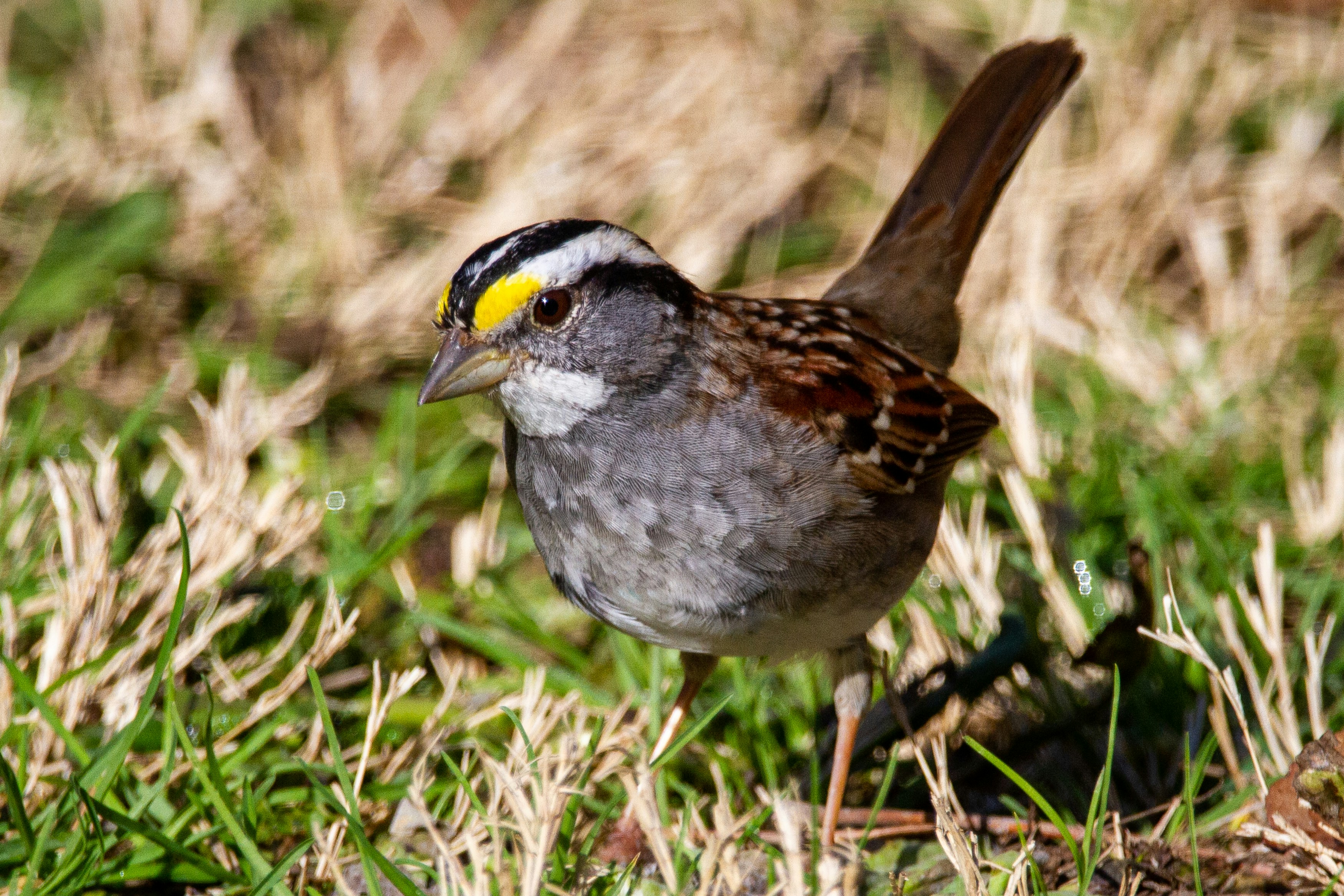 Brown and gray bird on green grass during daytime photo Free Backyard
