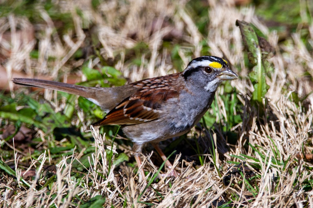 brown and gray bird on brown grass