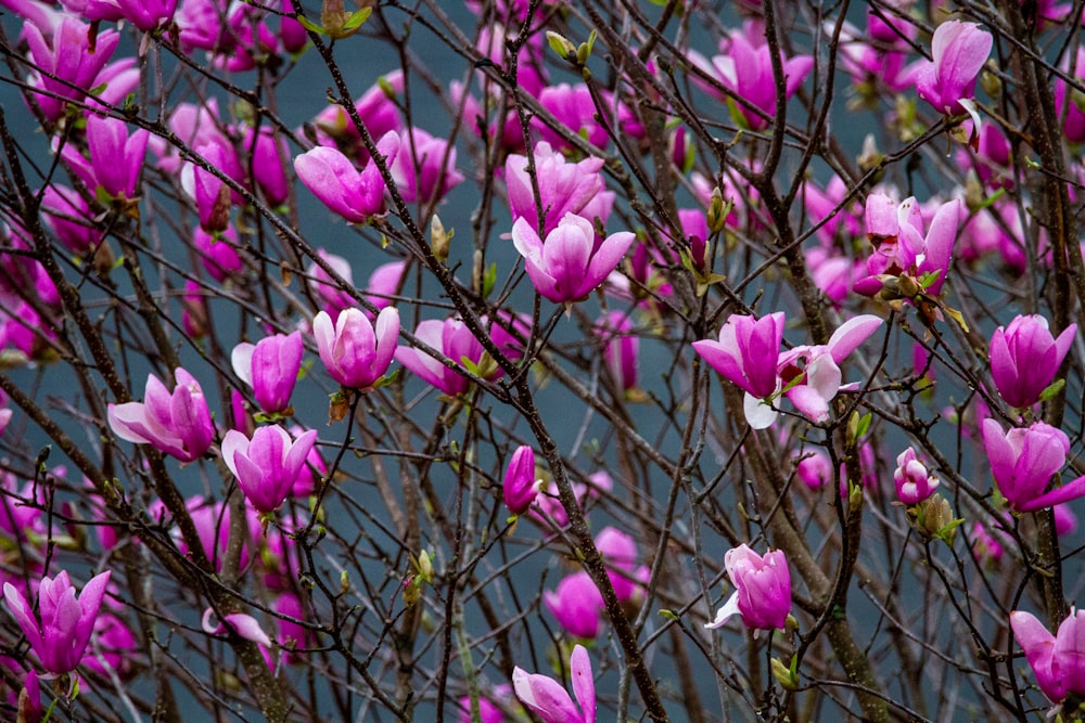 pink flowers in tilt shift lens