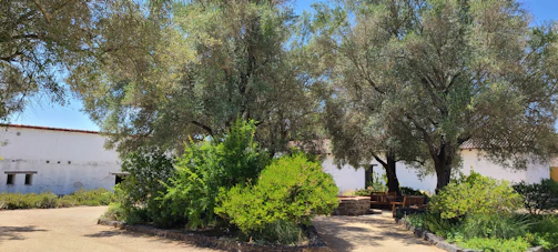 A peaceful outdoor garden area with oak trees, perfect for reflection and grounding.