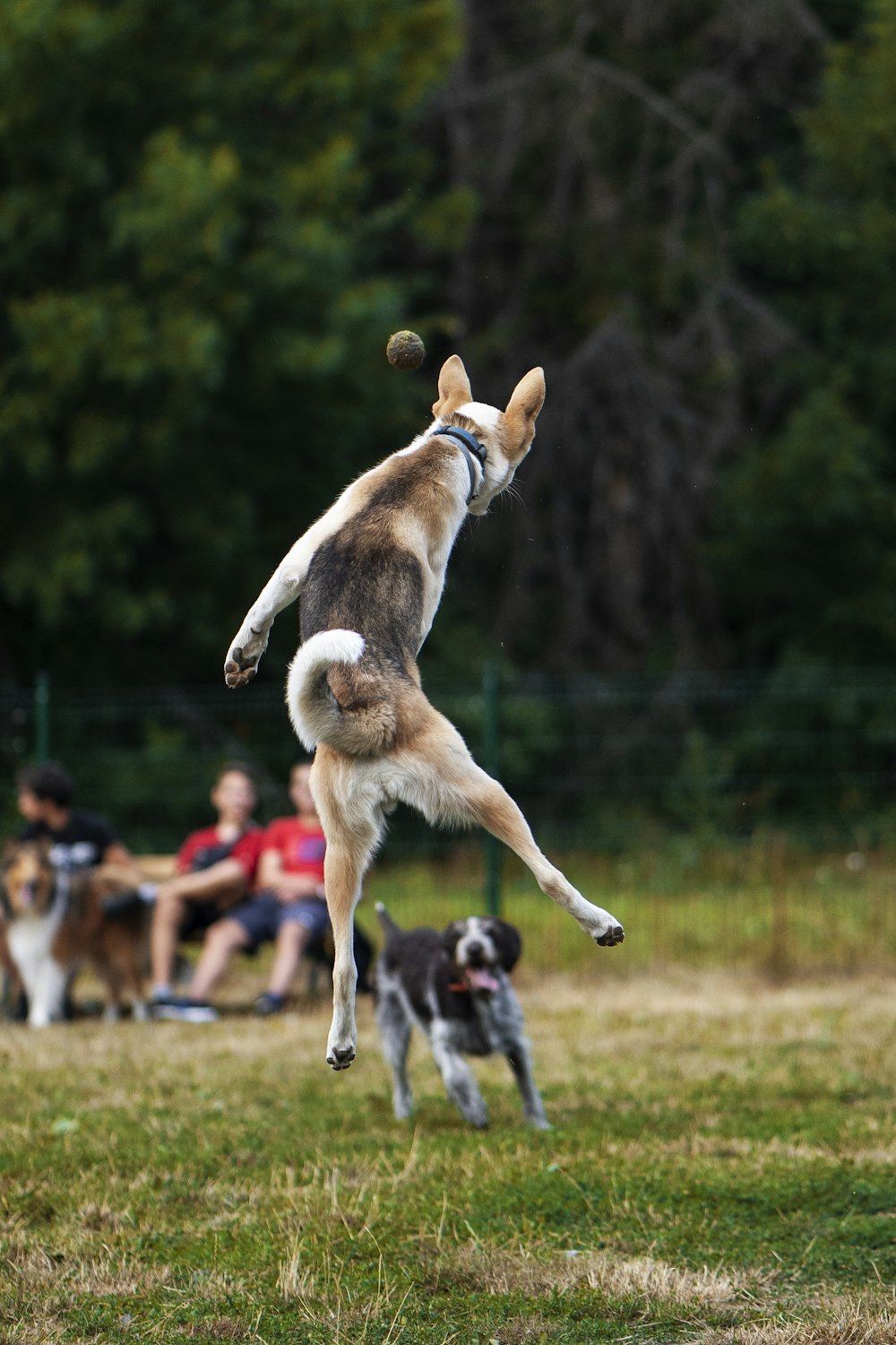 brown and white short coated dog running on green grass field during daytime