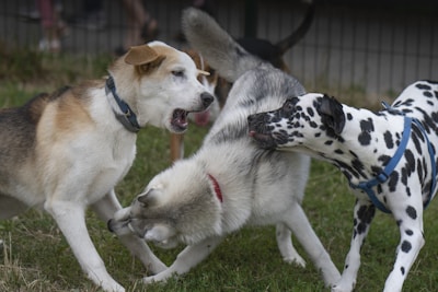 white and black short coated dogs on green grass field during daytime