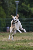 A joyful dog catching a frisbee mid-air with ears flapping in excitement.