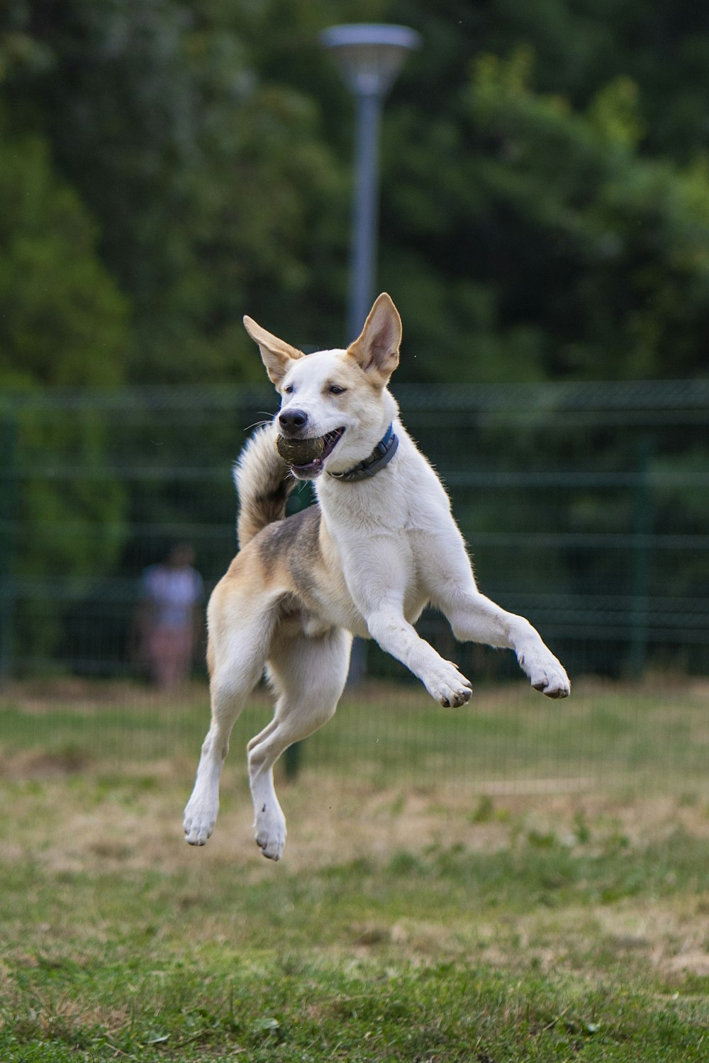 white and brown short coated dog running on brown grass field during daytime