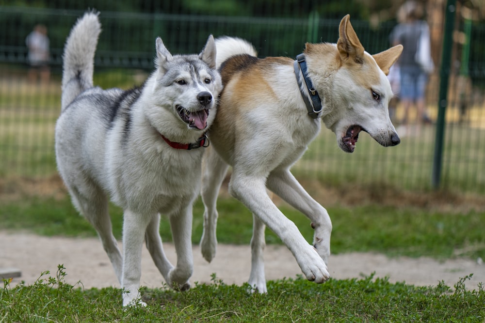 white and brown dogs on green grass during daytime