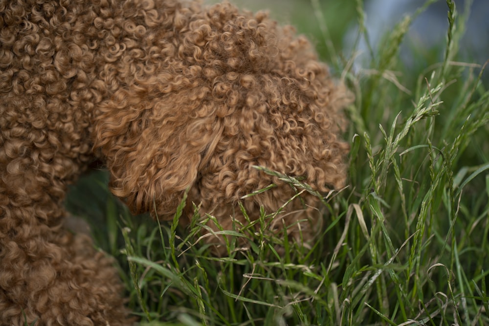 brown long coated dog on green grass during daytime