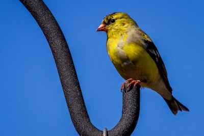 yellow and black bird on brown tree branch