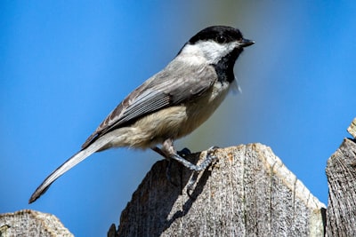 black and white bird on brown tree branch during daytime
