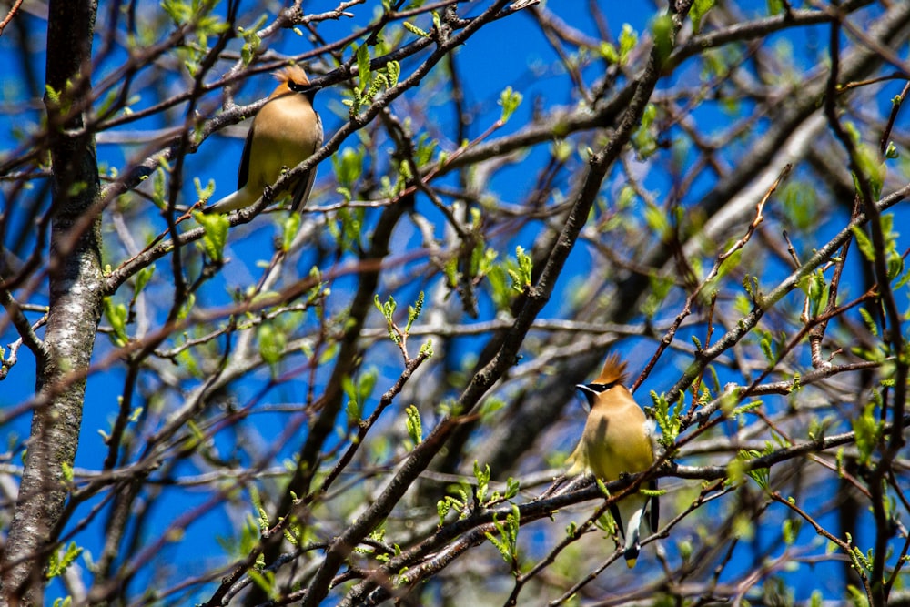 brown bird on brown tree branch during daytime