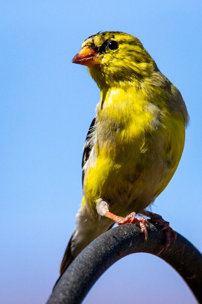 yellow and black bird on brown tree branch