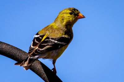 yellow and black bird on brown tree branch