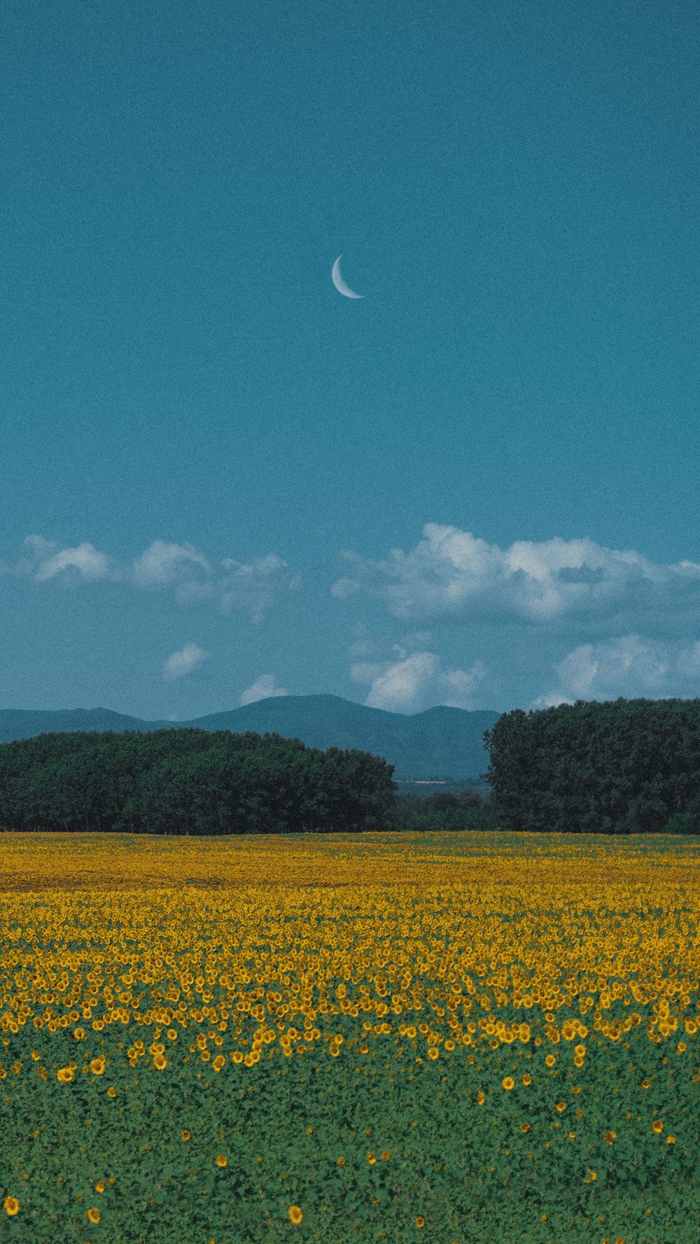 Grünes Grasfeld unter blauem Himmel tagsüber