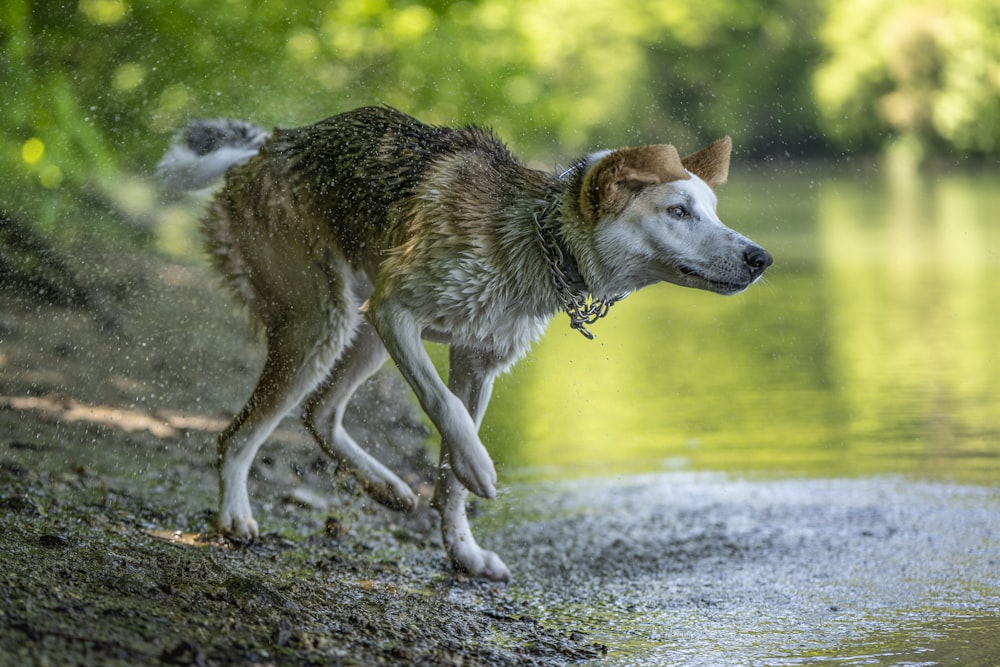 brown and white short coated dog running on road during daytime