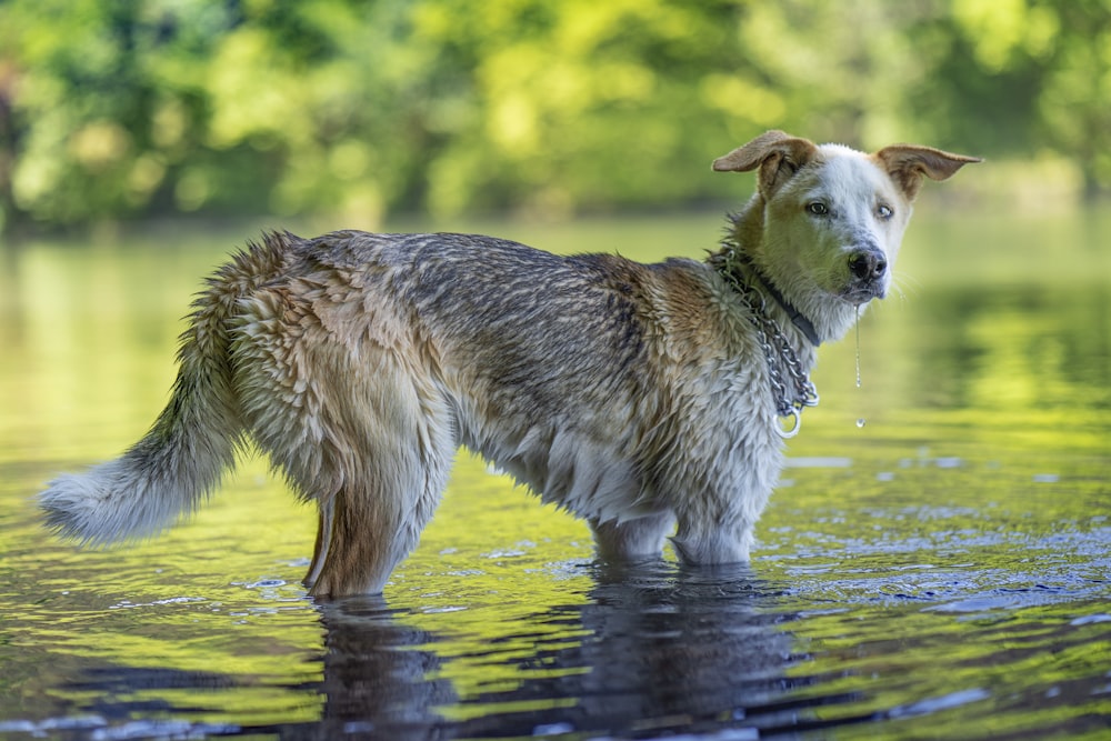 brown and white short coated dog on water during daytime