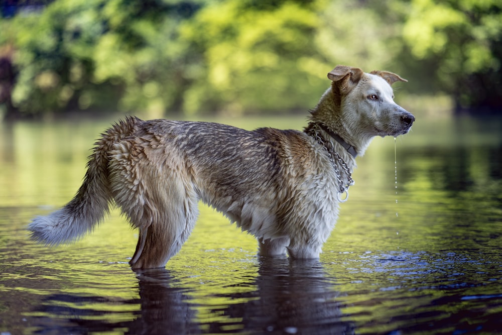 brown and white short coated dog on water during daytime