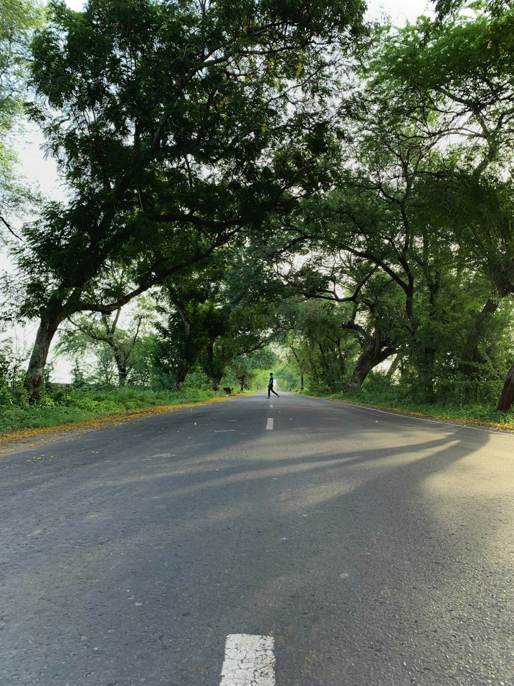 estrada de asfalto cinza entre árvores verdes durante o dia