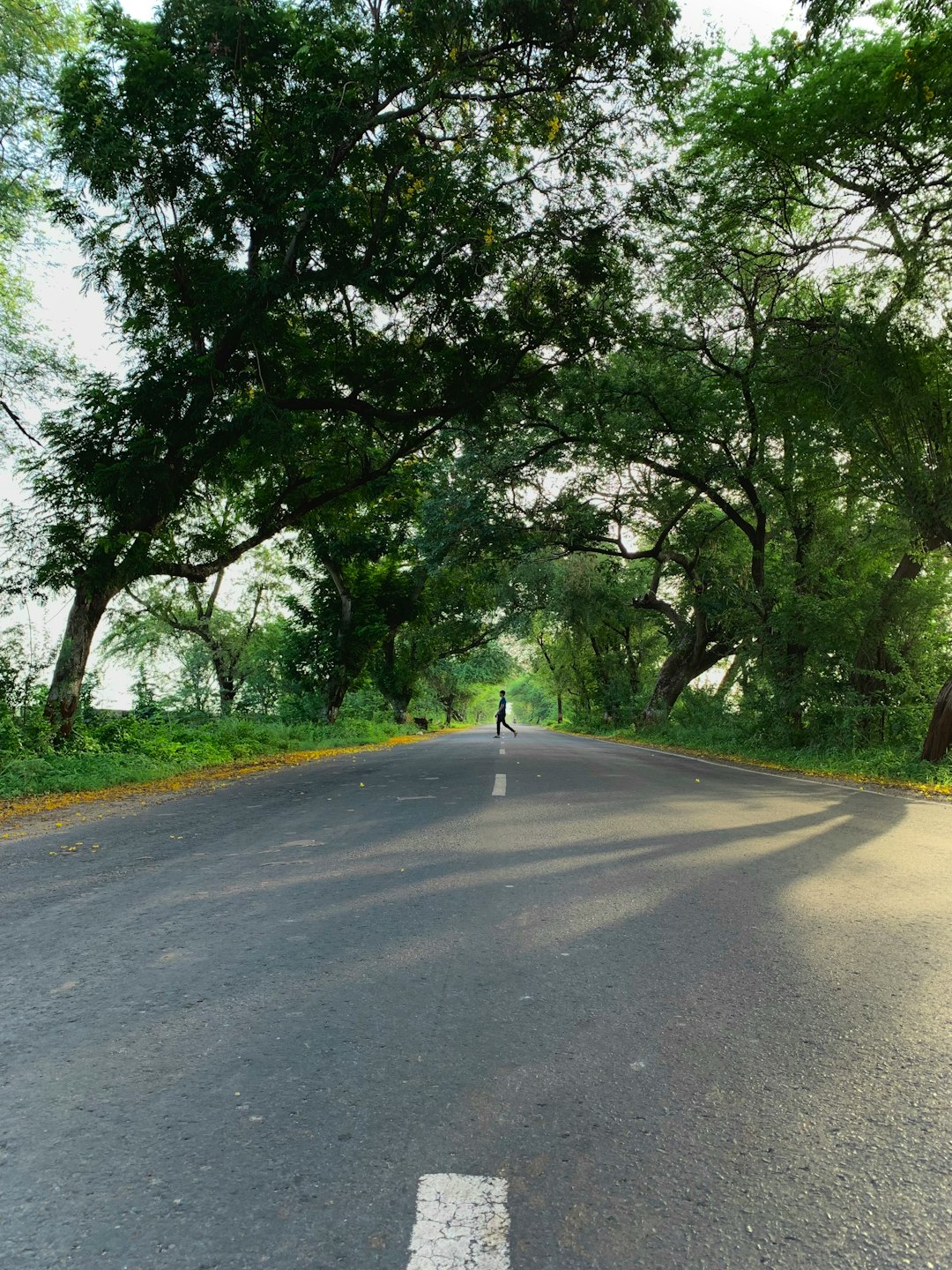 gray asphalt road between green trees during daytime