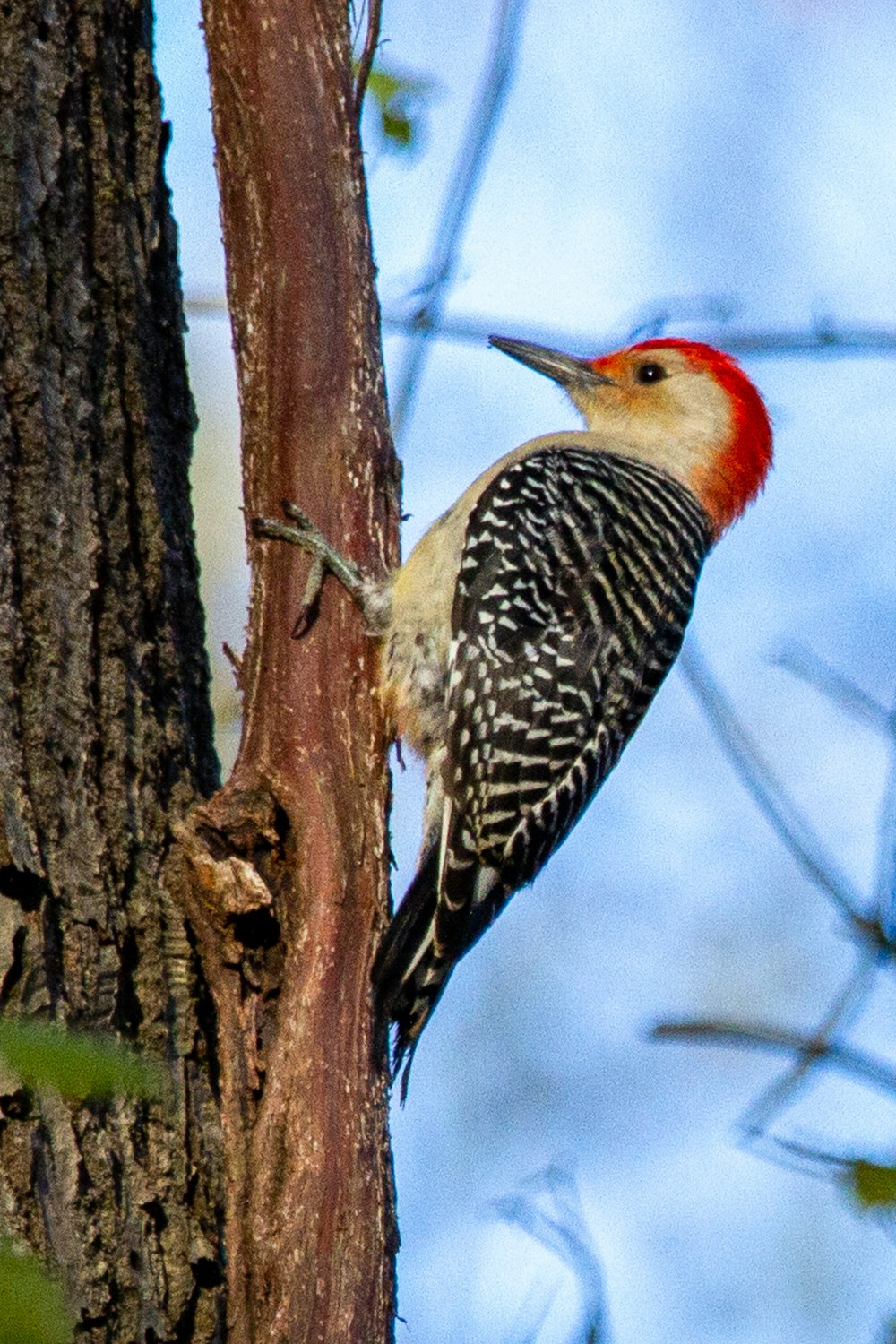 red white and black bird perched on brown tree branch