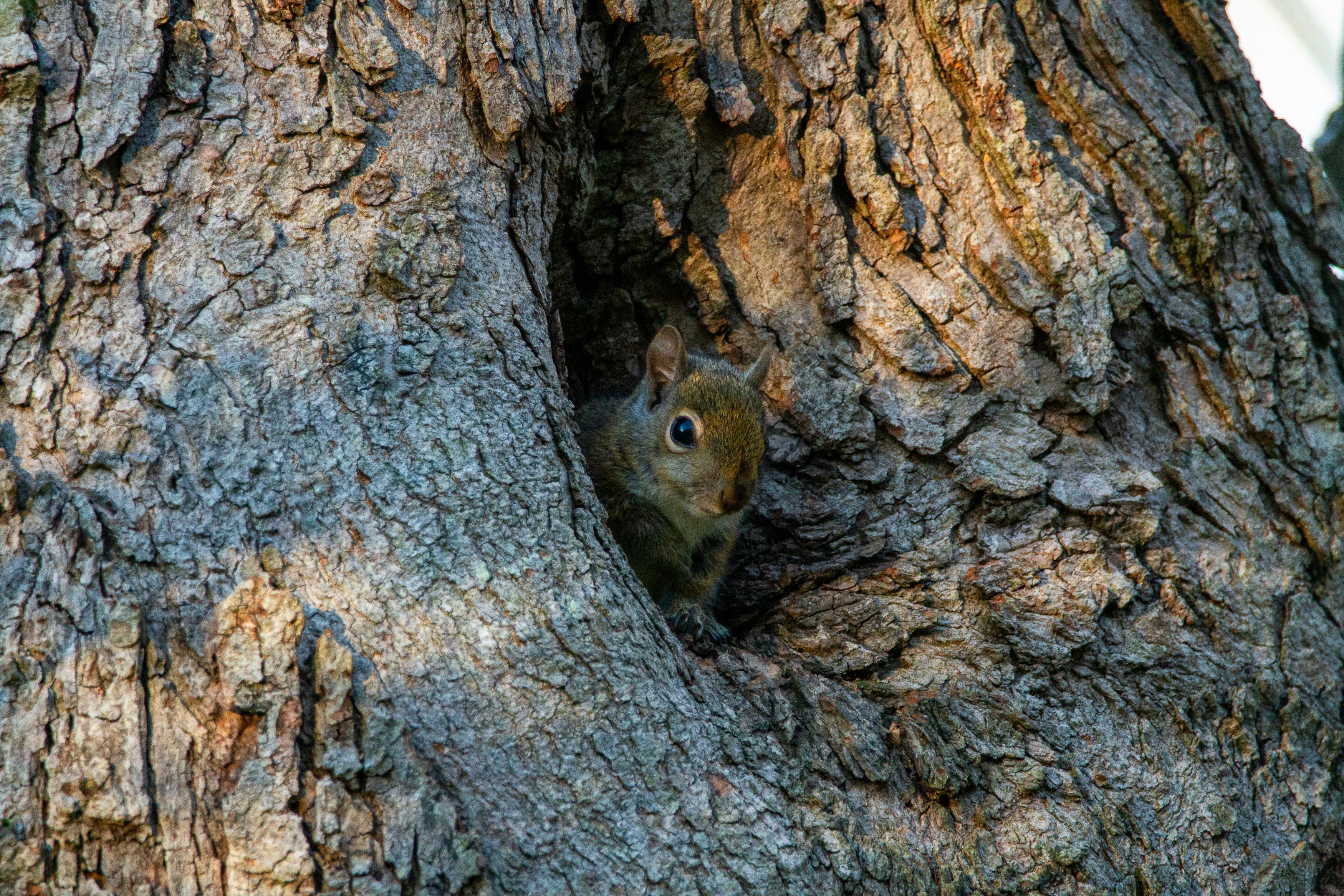 A grey squirrel hiding in the nook of a tree.