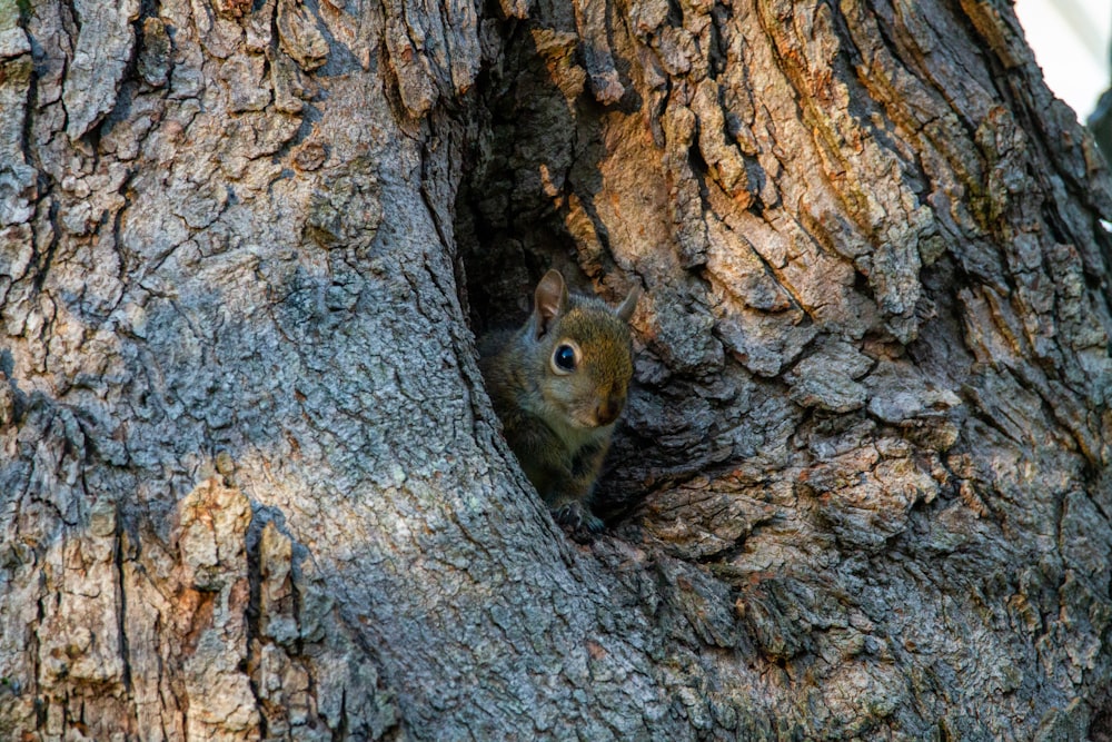 brown squirrel on brown tree