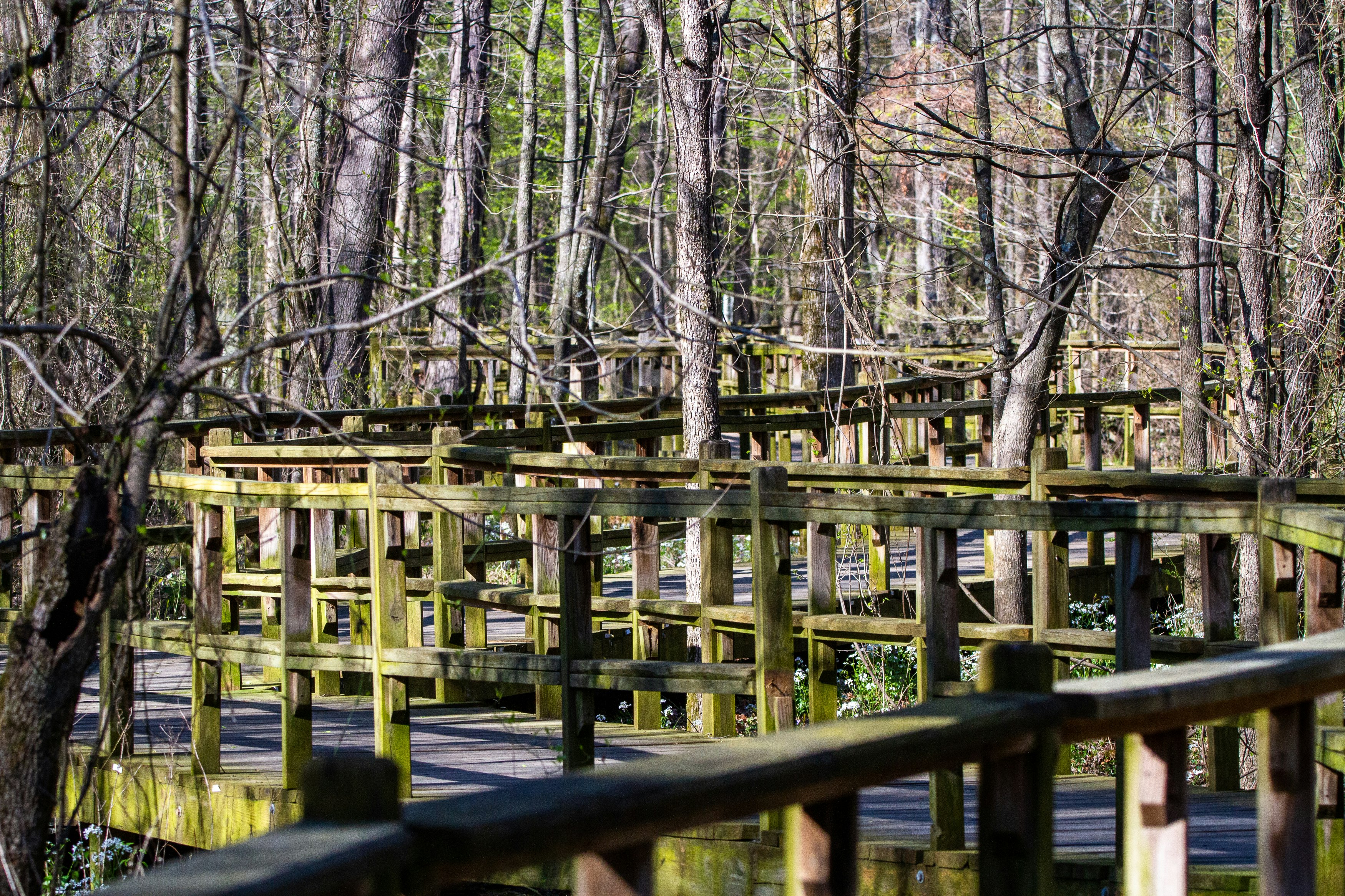 The boardwalk at W.C. Johnson Park in Collierville, TN.