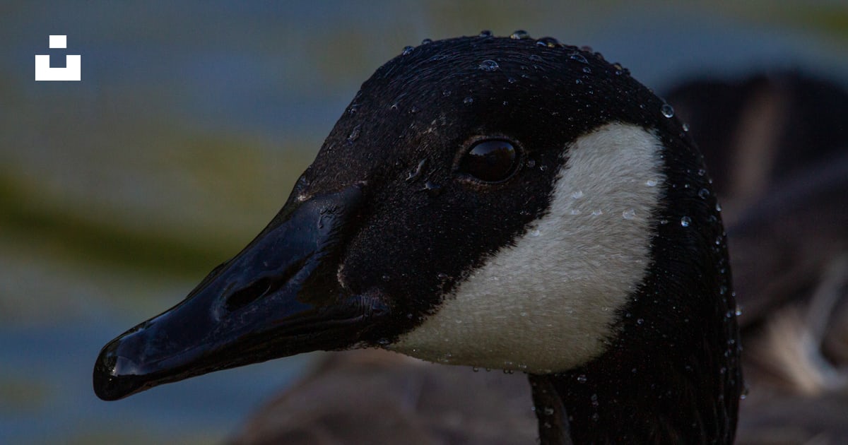Black and white duck head photo – Free Memphis Image on Unsplash