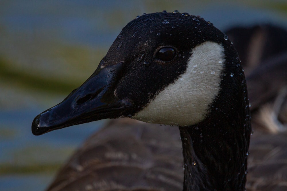 black and white duck head