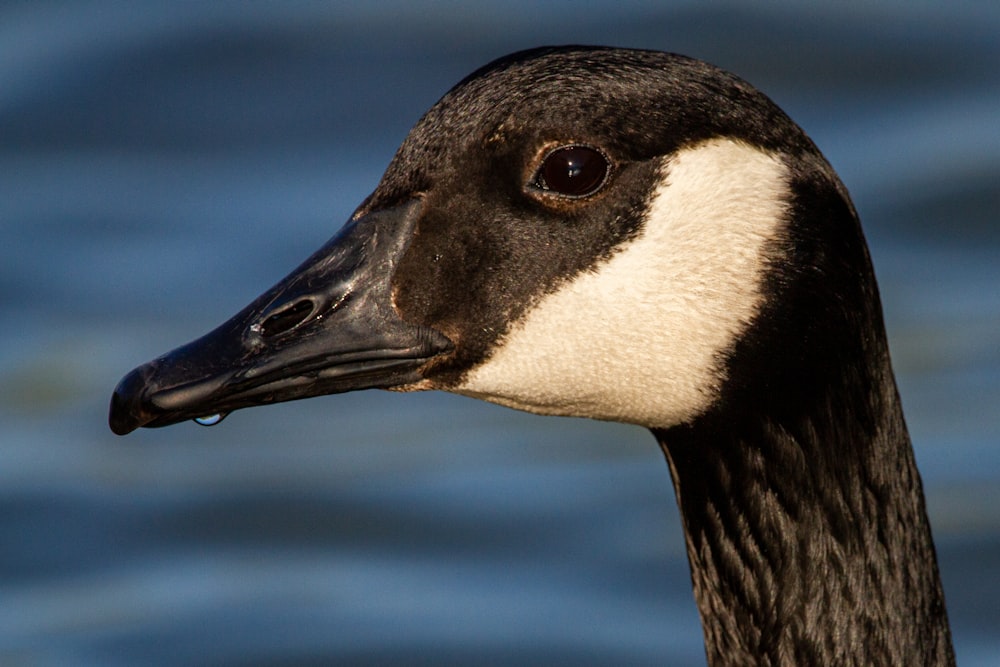 black and white duck in water