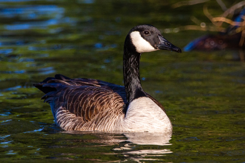 white and black duck on water