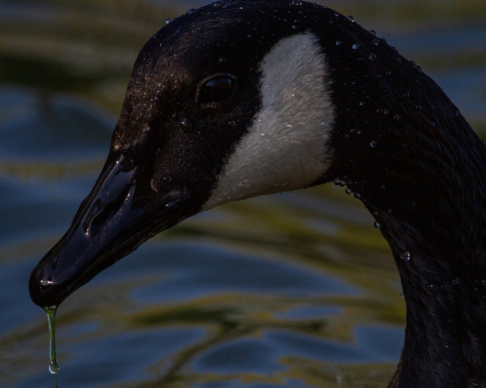 black and white duck on water